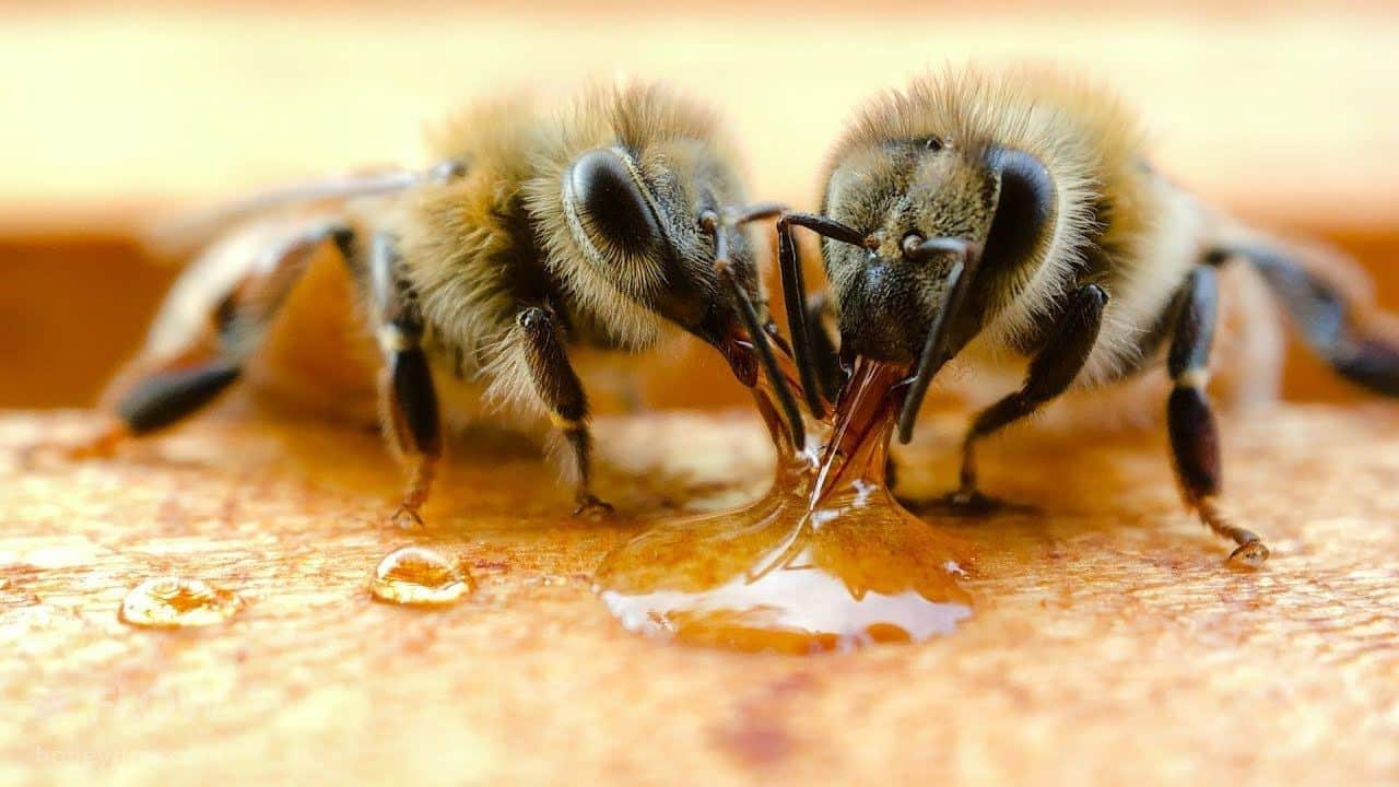 كيف يقوم النحل بانتاج العسل